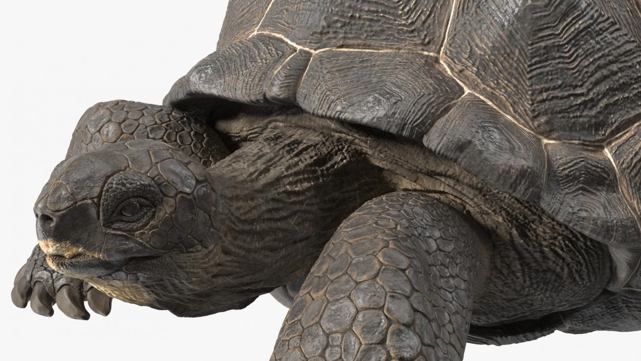 3D Giant Turtle Lying Down Pose model