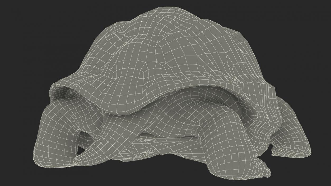 3D Giant Turtle Lying Down Pose model