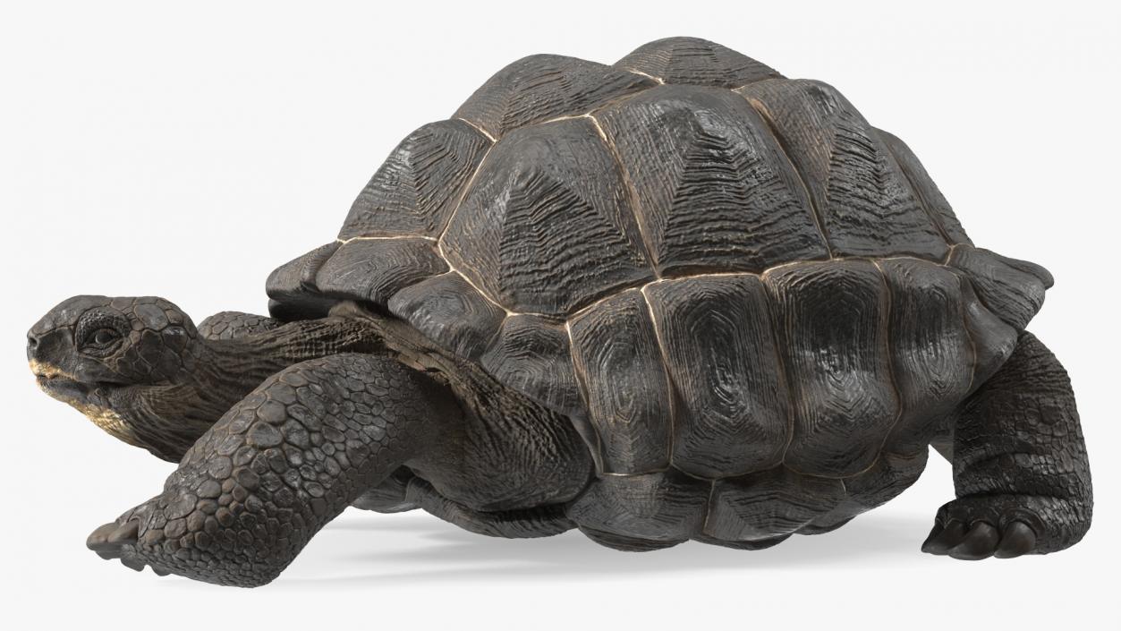 3D Giant Turtle Lying Down Pose model