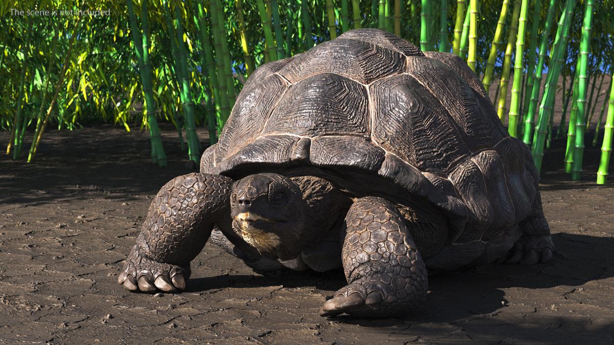 3D Giant Turtle Lying Down Pose model