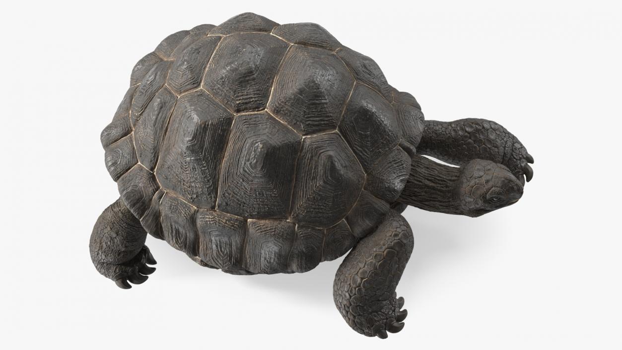 3D Giant Turtle Lying Down Pose model