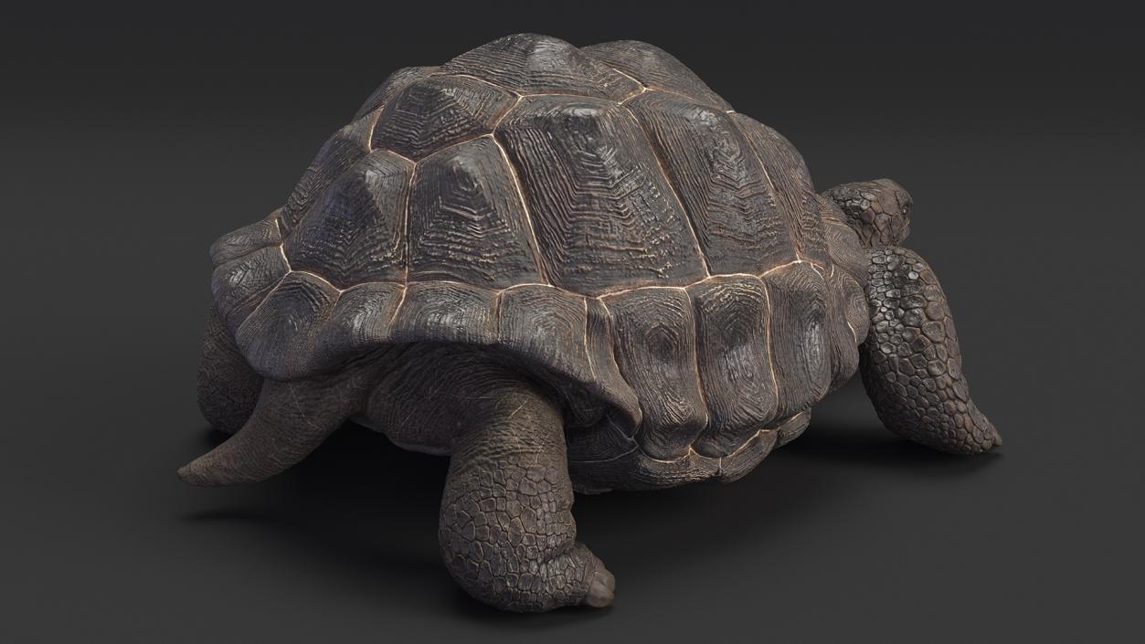 3D Giant Turtle Lying Down Pose model