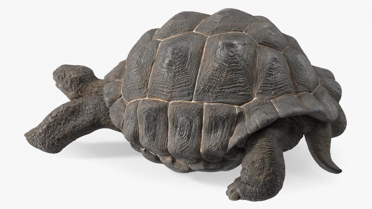 3D Giant Turtle Lying Down Pose model