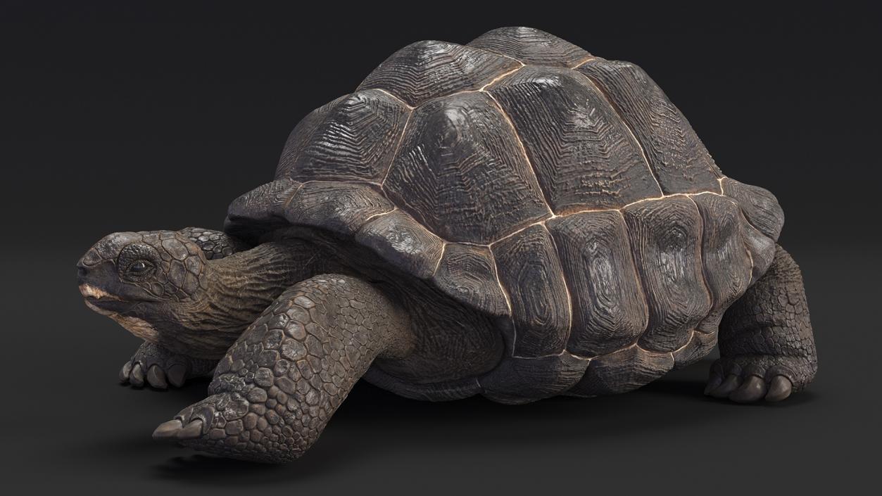 3D Giant Turtle Lying Down Pose model