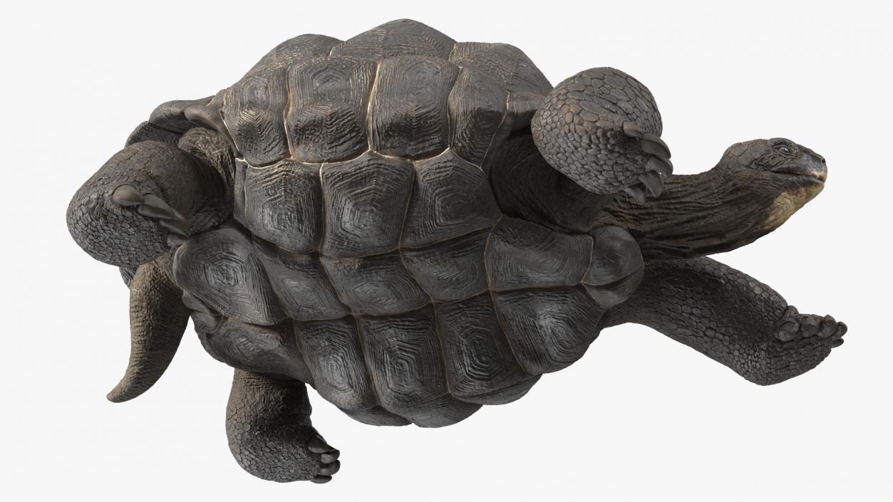 3D Giant Turtle Lying Down Pose model