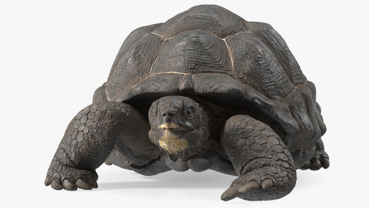 3D Giant Turtle Lying Down Pose model