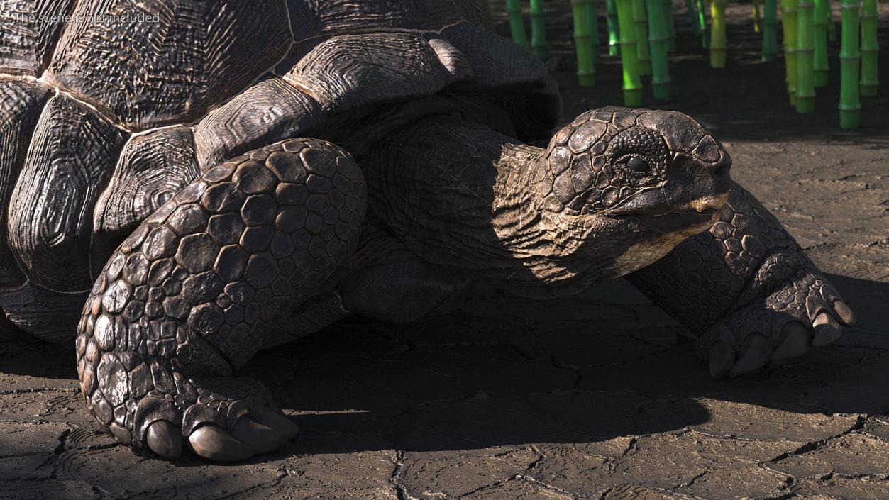 3D Giant Turtle Lying Down Pose model