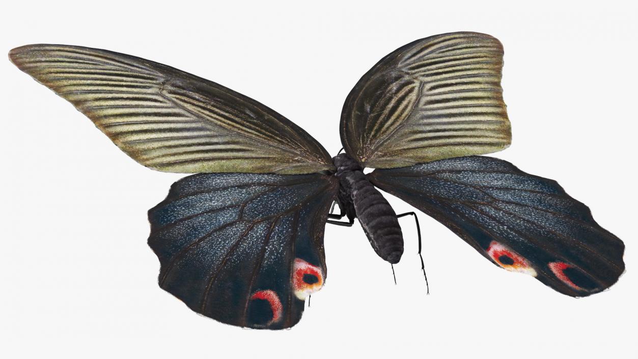 3D Papilio Protenor Butterfly Female model