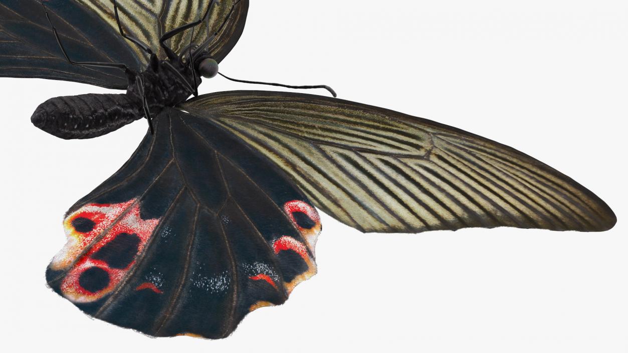 3D Papilio Protenor Butterfly Female model