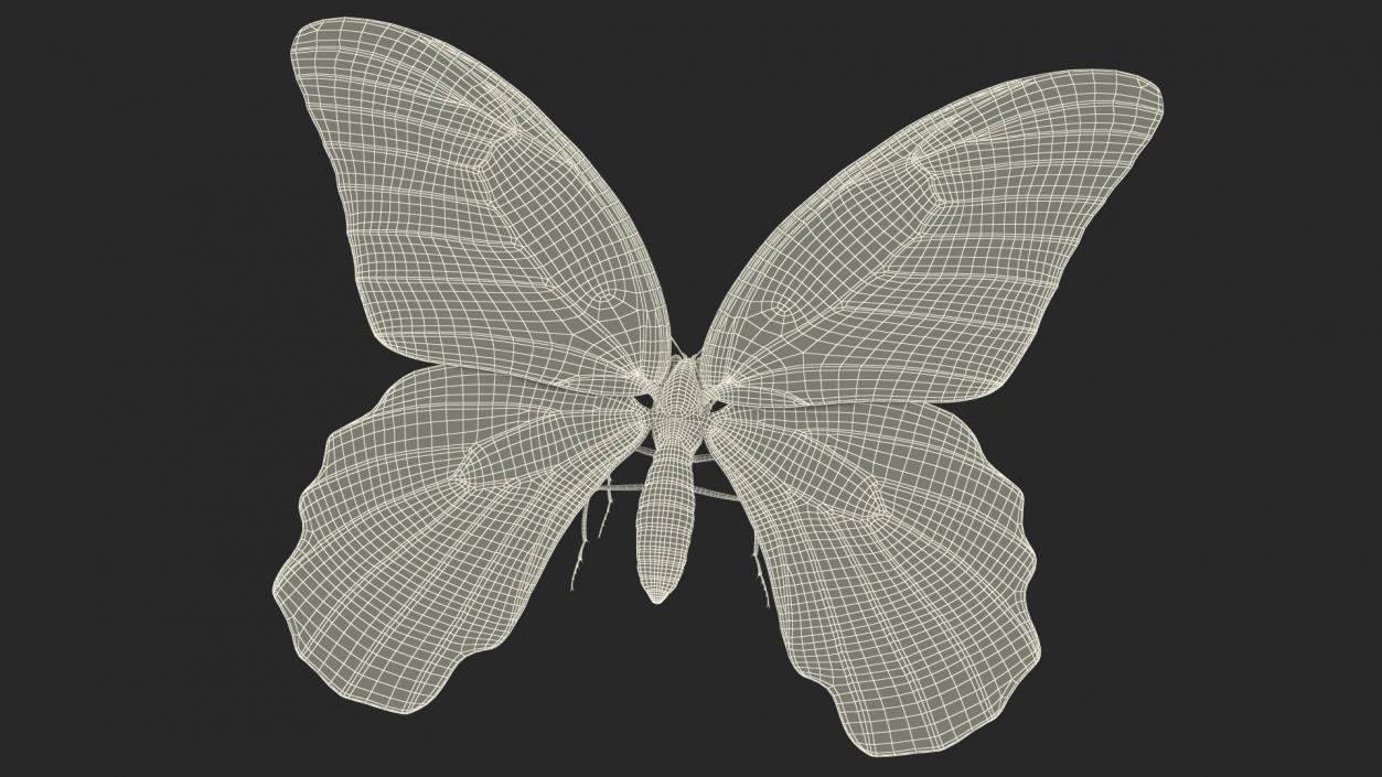 3D Papilio Protenor Butterfly Female model