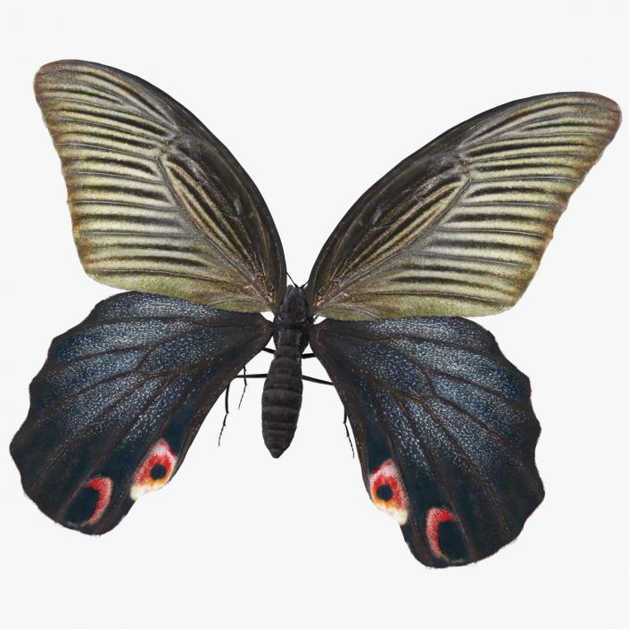 3D Papilio Protenor Butterfly Female model