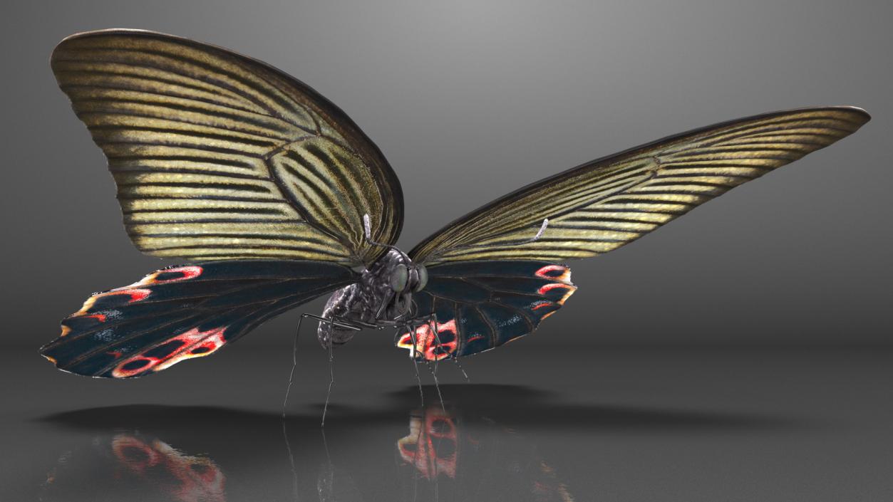 3D Papilio Protenor Butterfly Female model