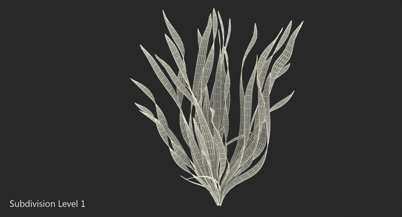 3D Eel Aquarium Grass model