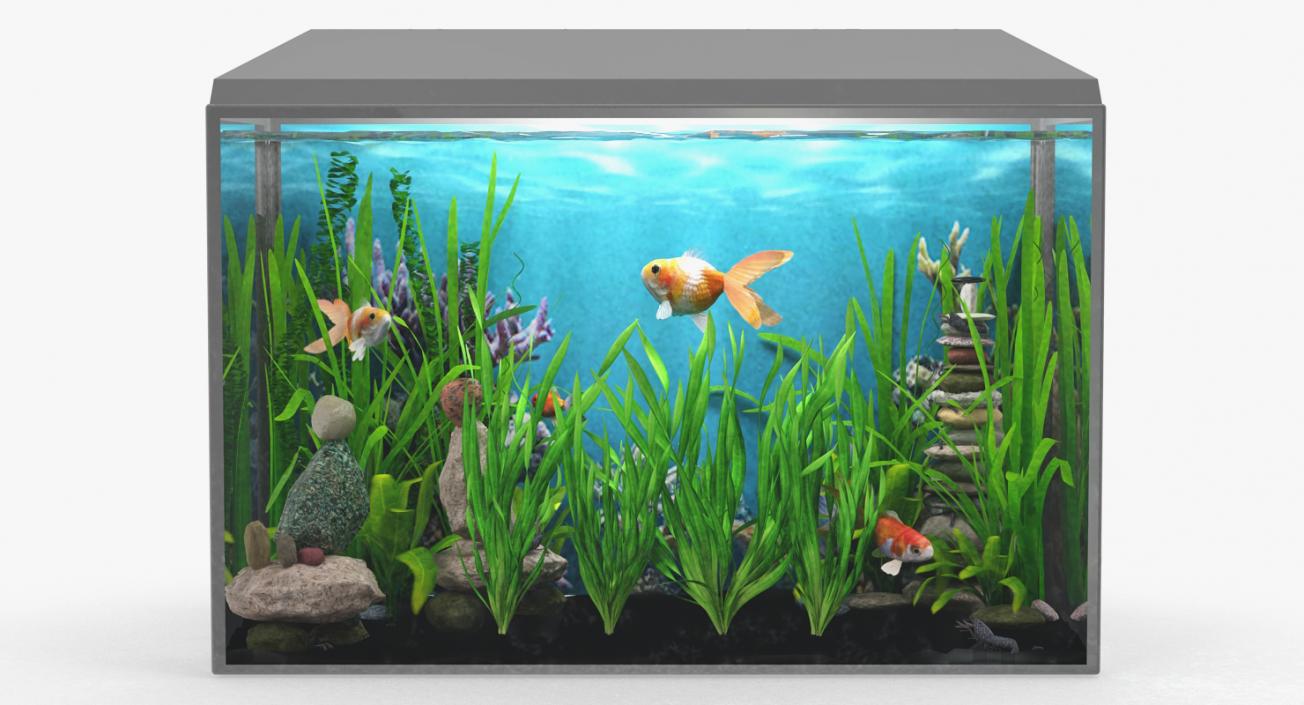 3D Eel Aquarium Grass model