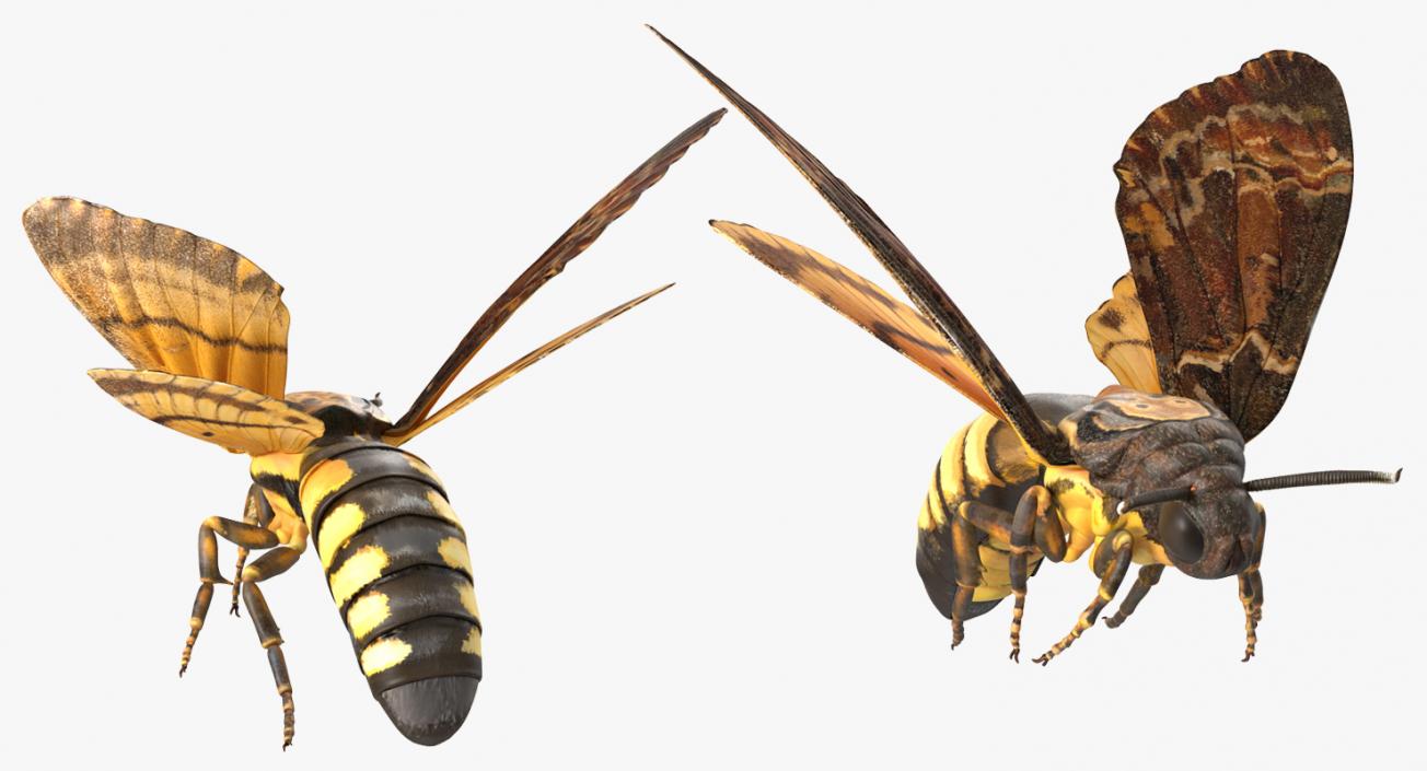 3D model Greater Deaths Head Hawkmoth Flying Pose
