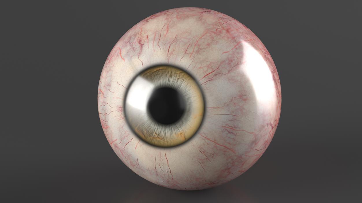 Realistic Dog Eye 3D