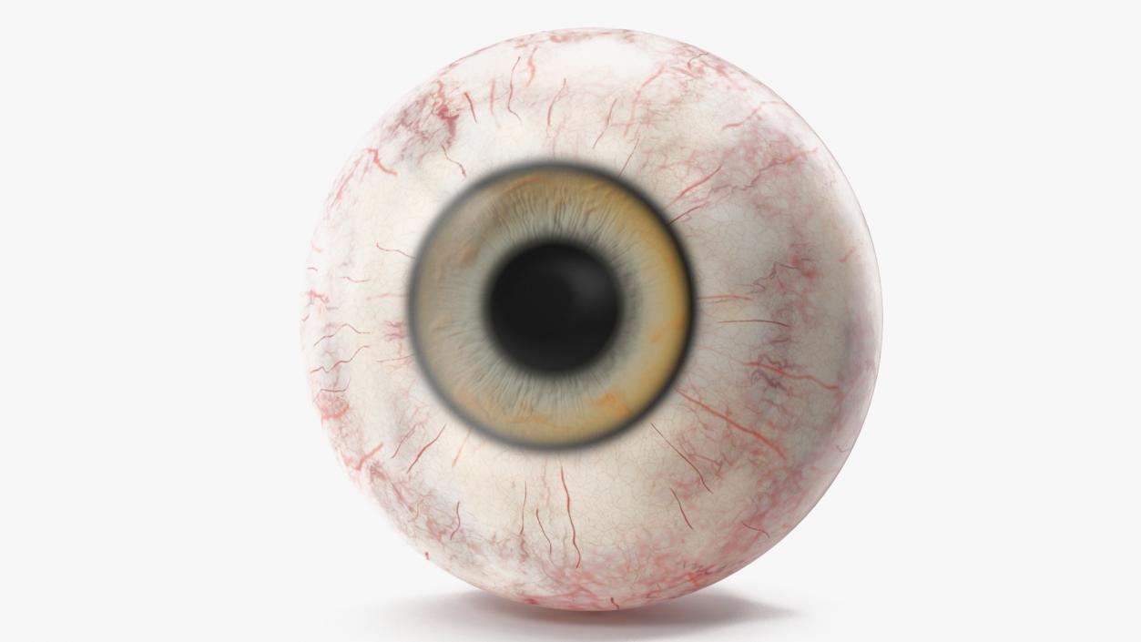 Realistic Dog Eye 3D