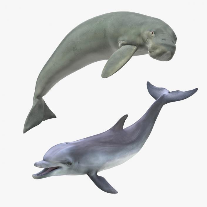 Marine Mammals Rigged Collection 3D