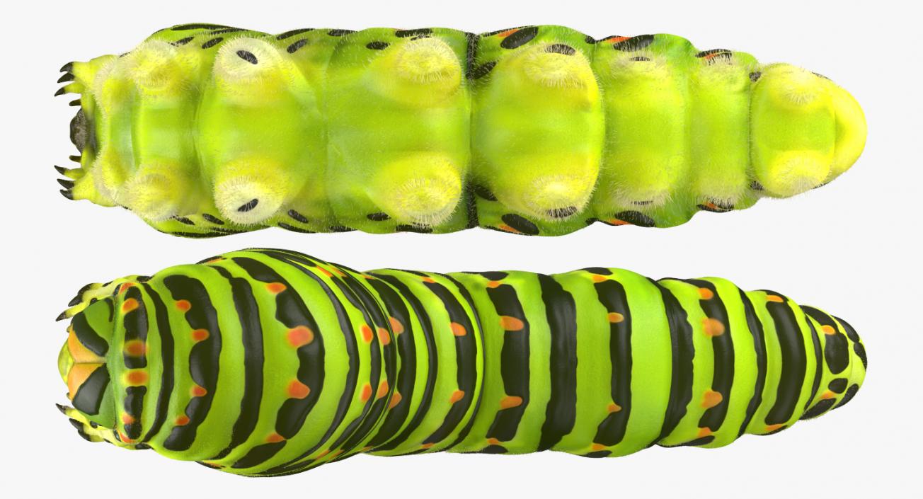 3D Papilio Machaon Caterpillar Creeps with Fur model