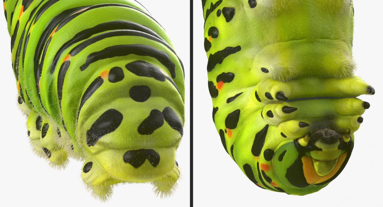 3D Papilio Machaon Caterpillar Creeps with Fur model