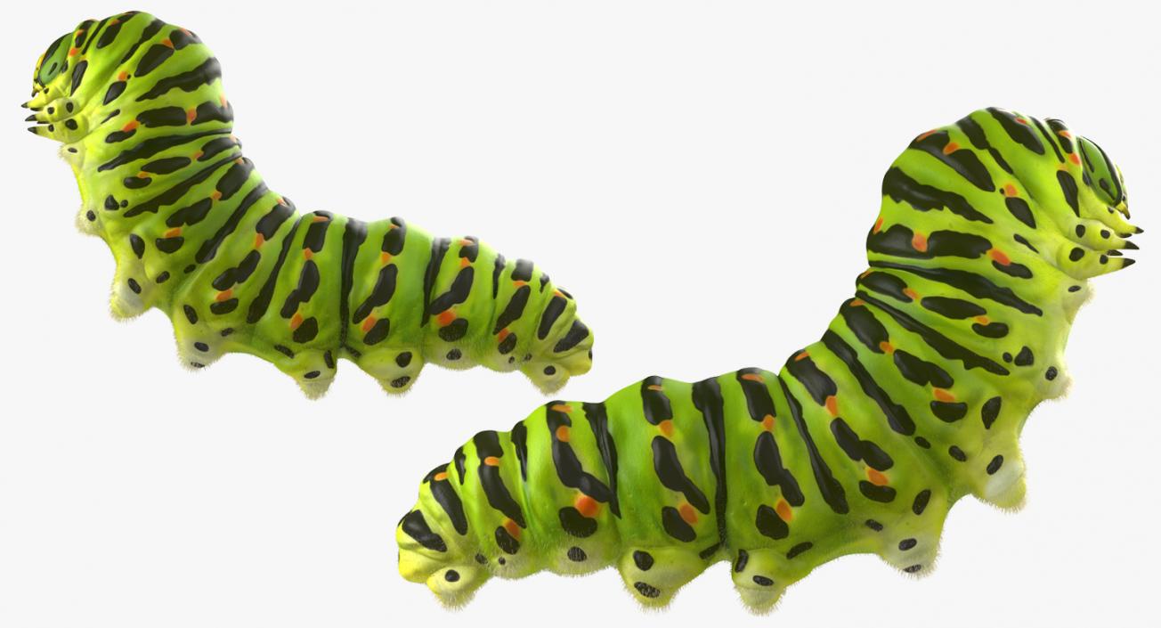 3D Papilio Machaon Caterpillar Creeps with Fur model