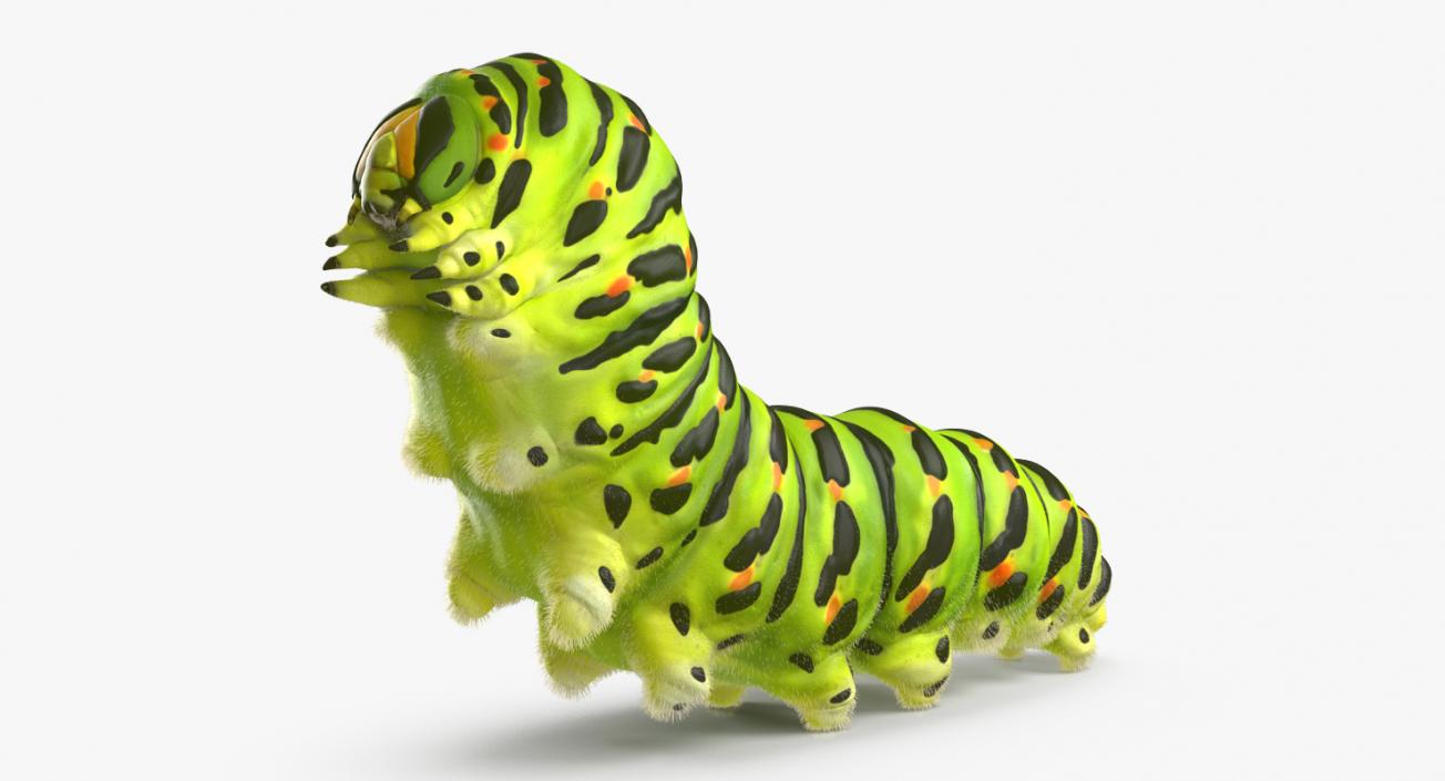 3D Papilio Machaon Caterpillar Creeps with Fur model