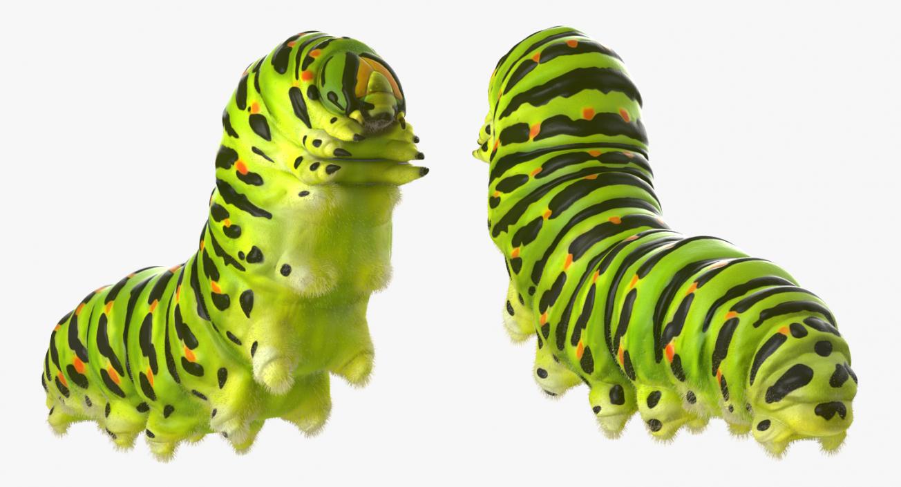 3D Papilio Machaon Caterpillar Creeps with Fur model