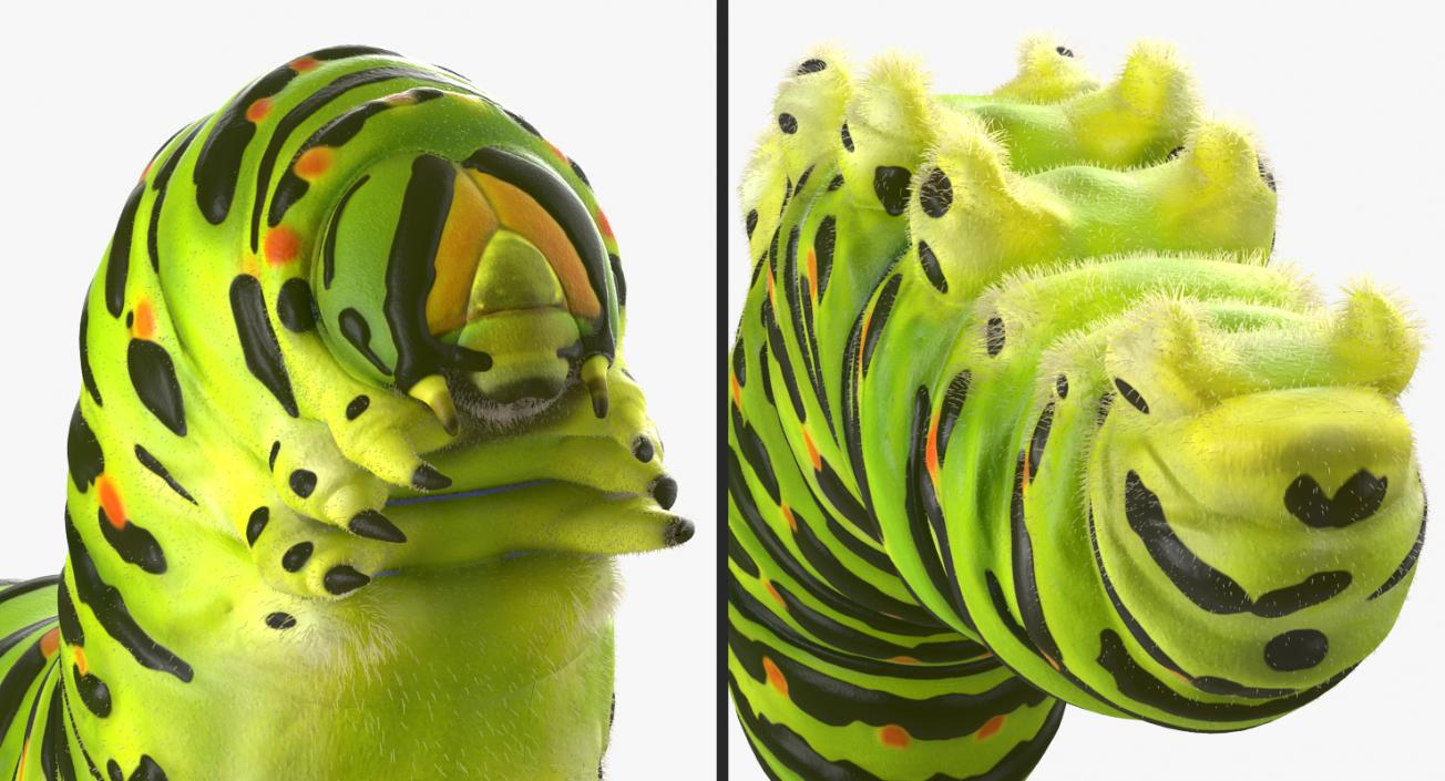 3D Papilio Machaon Caterpillar Creeps with Fur model