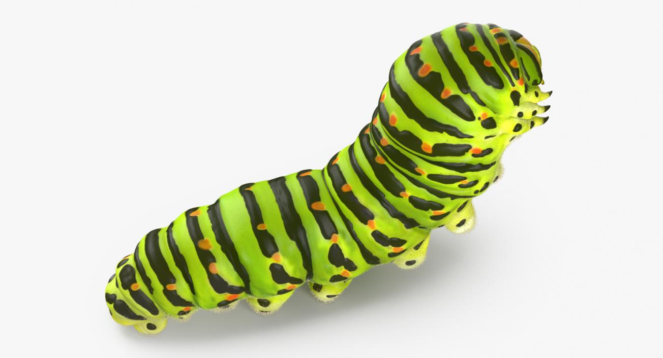 3D Papilio Machaon Caterpillar Creeps with Fur model