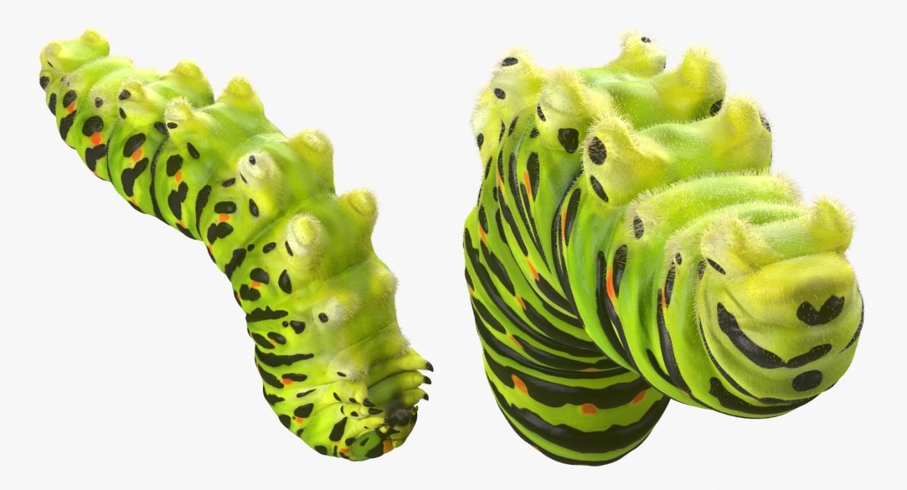 3D Papilio Machaon Caterpillar Creeps with Fur model