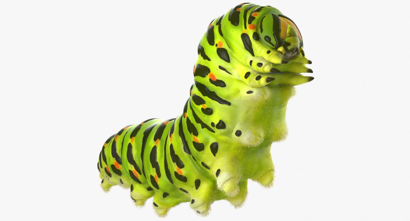 3D Papilio Machaon Caterpillar Creeps with Fur model