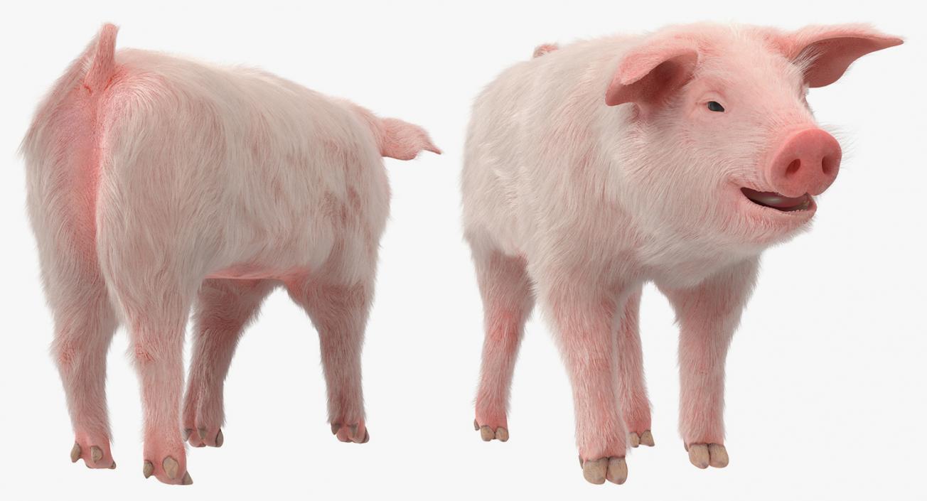 3D Pig Piglet Landrace with Fur Walking Pose