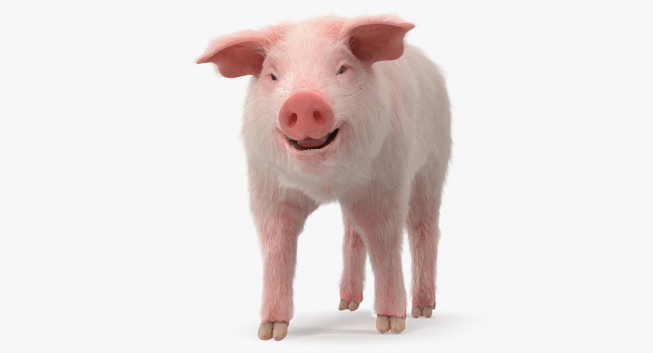 3D Pig Piglet Landrace with Fur Walking Pose