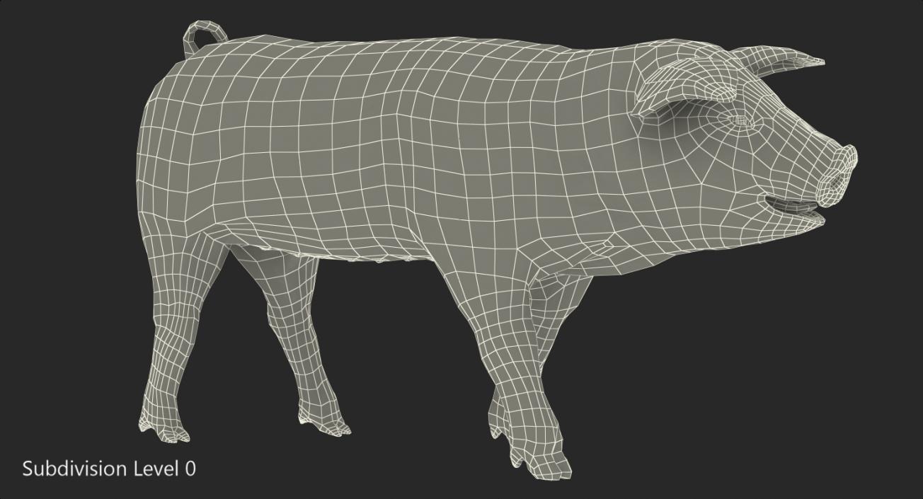 3D Pig Piglet Landrace with Fur Walking Pose