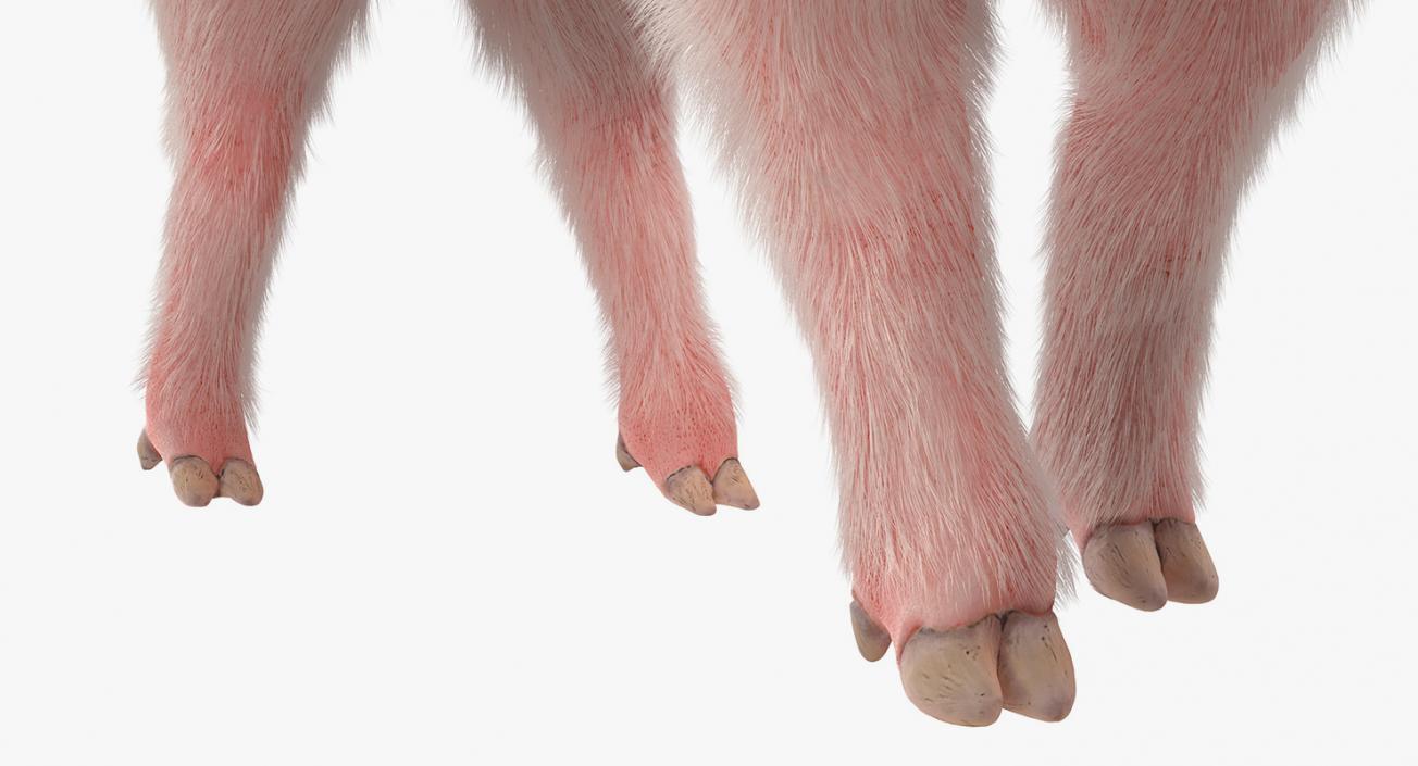 3D Pig Piglet Landrace with Fur Walking Pose