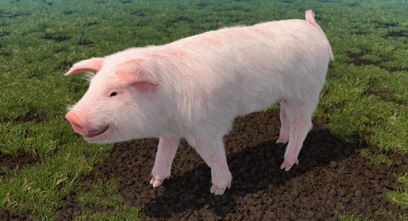 3D Pig Piglet Landrace with Fur Walking Pose