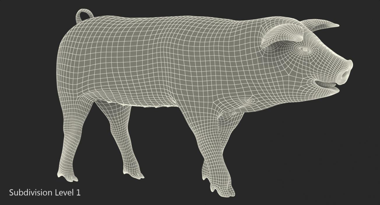 3D Pig Piglet Landrace with Fur Walking Pose