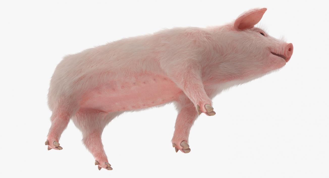 3D Pig Piglet Landrace with Fur Walking Pose