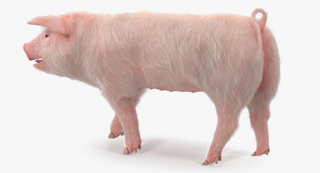 3D Pig Piglet Landrace with Fur Walking Pose