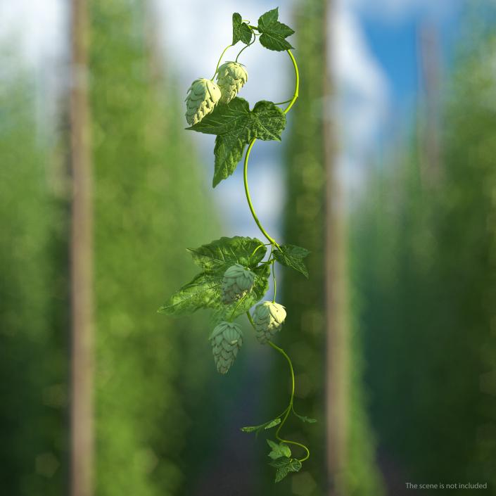 3D Hops Branch