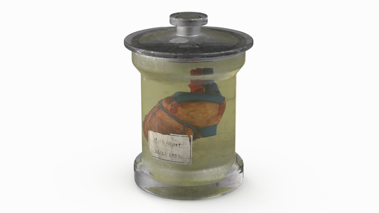 3D model Human Heart in Old Glass Jar 2