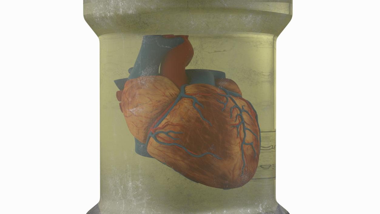 3D model Human Heart in Old Glass Jar 2