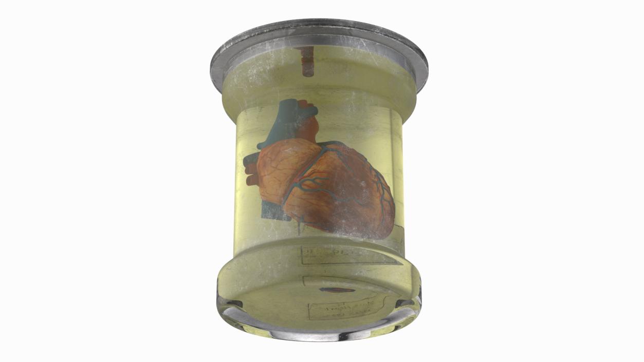 3D model Human Heart in Old Glass Jar 2