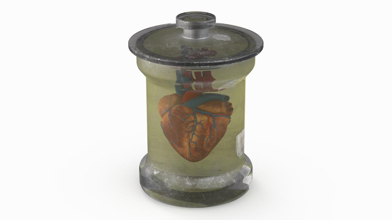 3D model Human Heart in Old Glass Jar 2