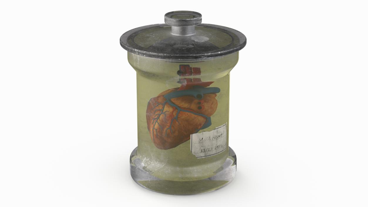 3D model Human Heart in Old Glass Jar 2