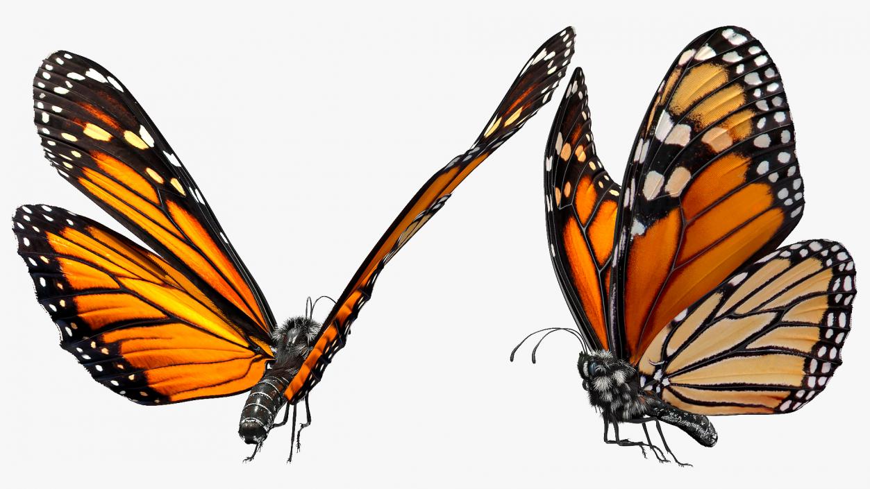 Animated Flight Monarch Butterfly Fur Rigged 3D model