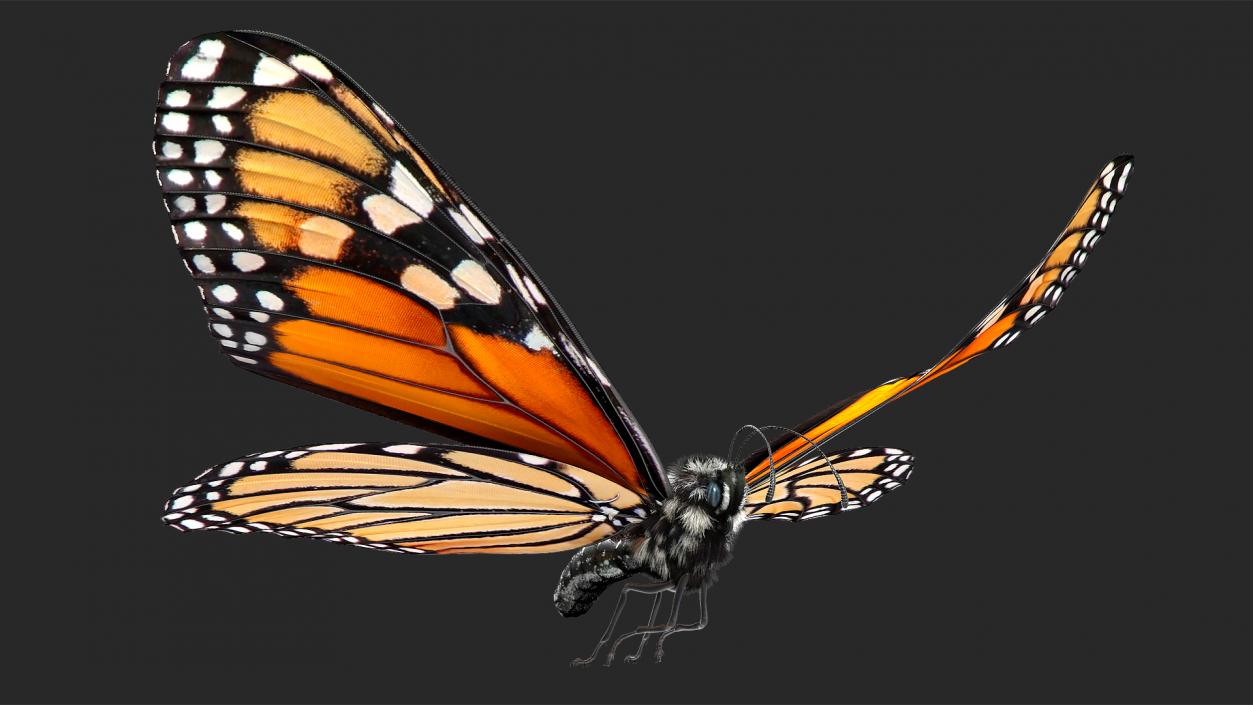 Animated Flight Monarch Butterfly Fur Rigged 3D model