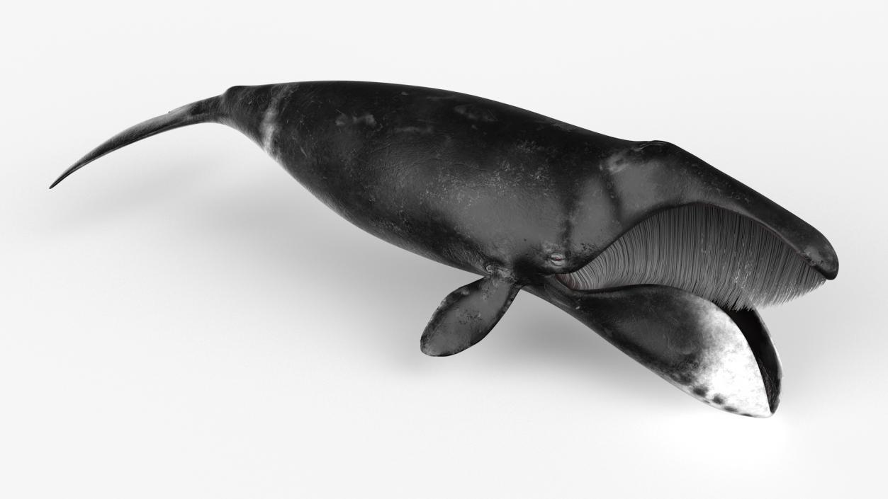 3D Greenland Right Whale