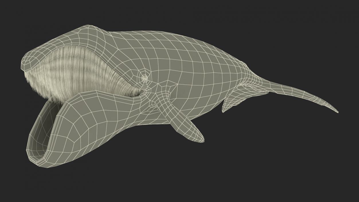 3D Greenland Right Whale