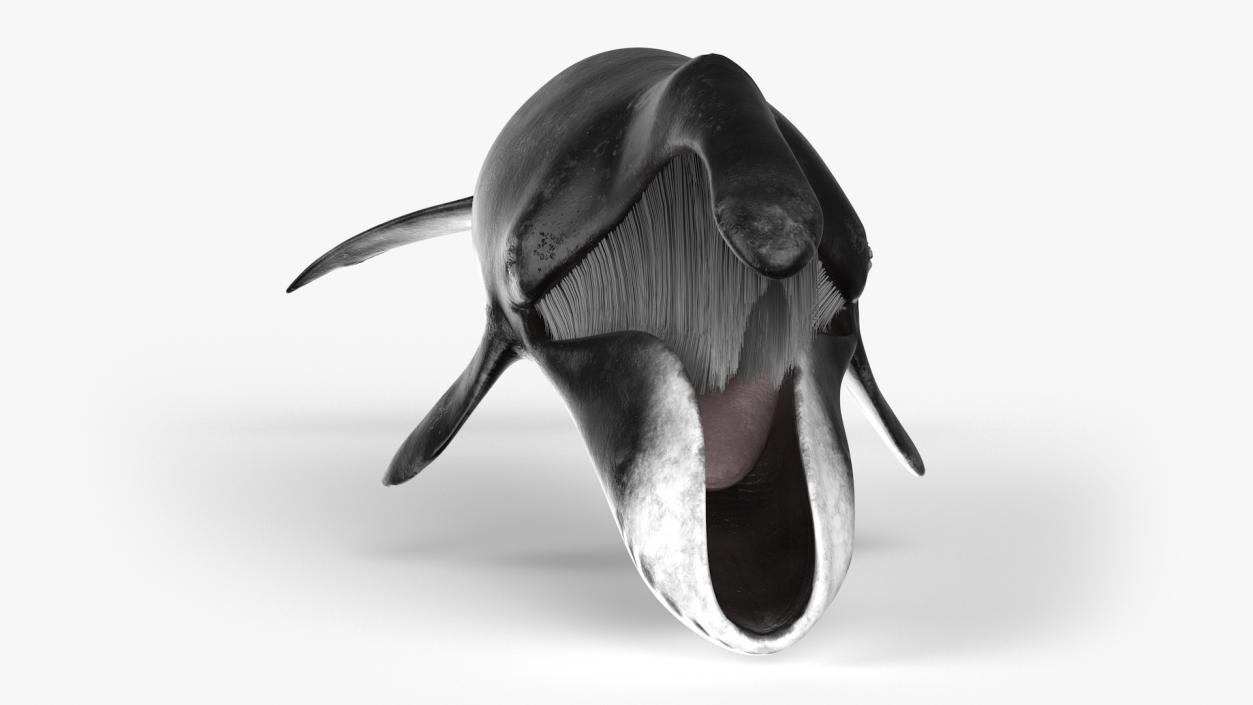 3D Greenland Right Whale